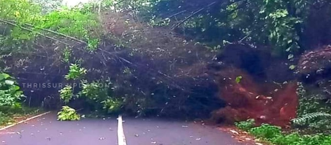 മുളക്കൂട്ടം കടപുഴകി റോഡിലേക്ക് വീണു