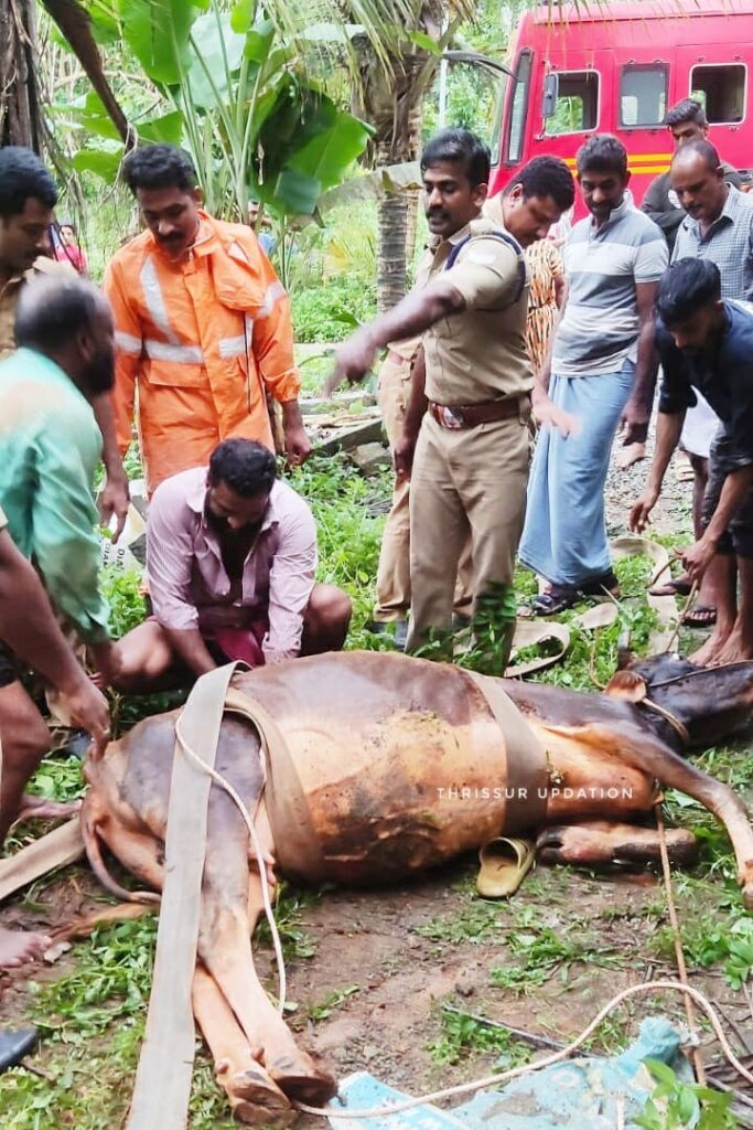 താളിക്കോട് കിണറ്റിൽ വീണ ഗർഭണിയായ പശുവിനെ തൃശ്ശൂർ ഫയർഫോഴ്സ് രക്ഷപ്പെടുത്തി