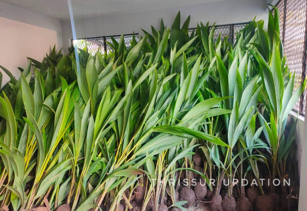 കൃഷിഭവനൻ അറിയിപ്പ്: നാടൻ തെങ്ങിൻ തൈകൾ(WCT) വിതരണത്തിന് എത്തിയിട്ടുണ്ട്