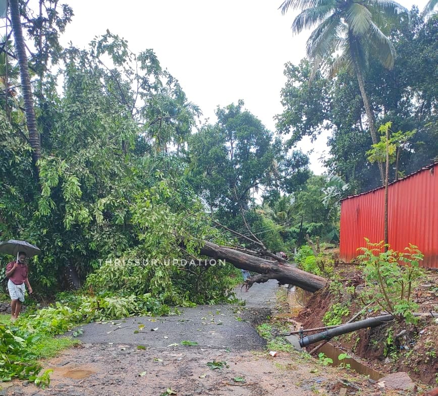 ഇരുമ്പുപാലത്ത് മരം കടപുഴങ്ങി വീണു
