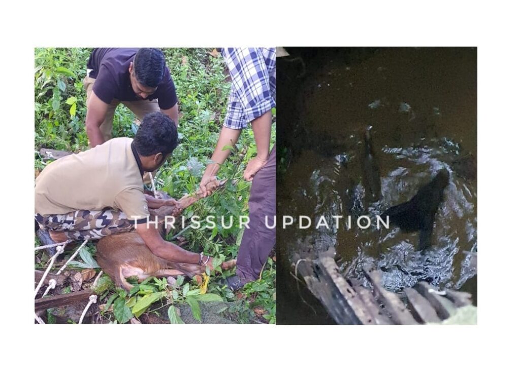 ചുവന്നമണ്ണ് ഒറവുംപാടത്ത് കിണറ്റിൽ വീണ മാൻ കുട്ടിയെ രക്ഷപ്പെടുത്തി