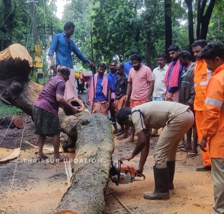 പീച്ചി KFRI ഓഫീസിന് മുമ്പിൽ റോഡിലേക്ക് ചരിഞ്ഞ് നിന്ന മരം റോഡിലേക്ക് വീണു; ഗതാഗതം തടസ്സപ്പെട്ടു