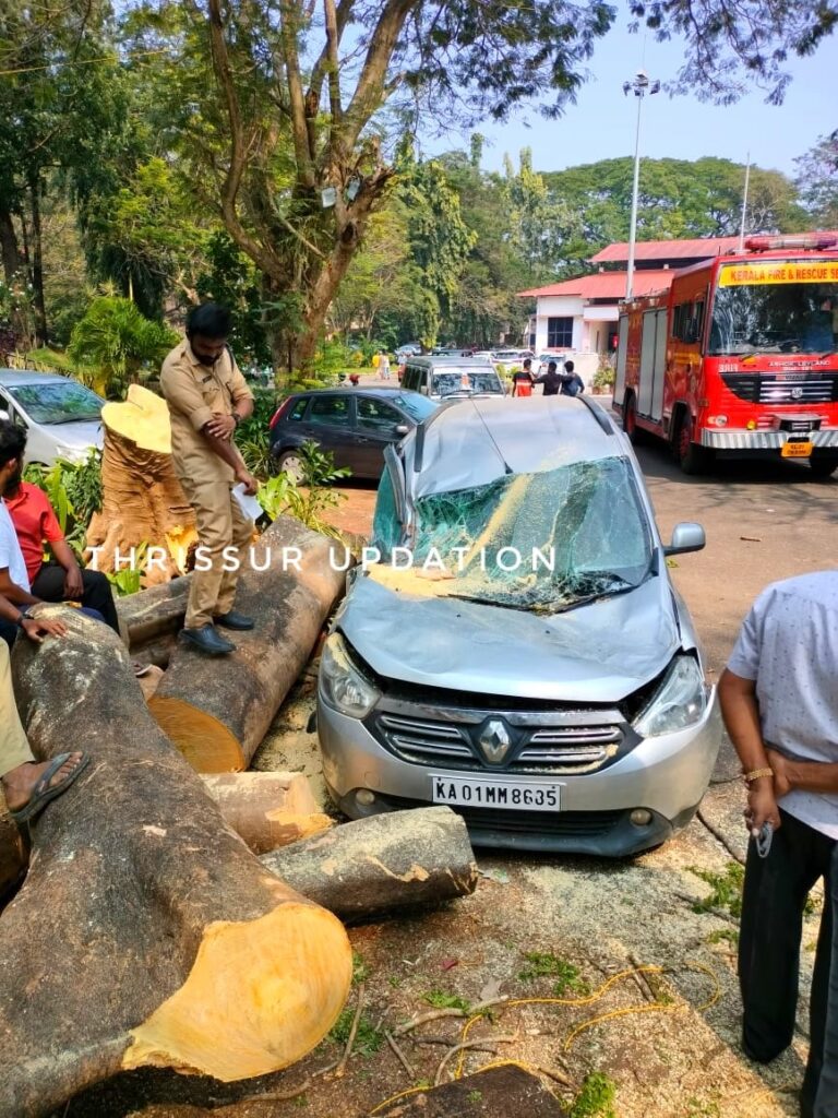 ഡോഗ് ഷോ നടക്കുന്ന മണ്ണൂത്തി കാർഷിക സർവകലാശാലാ പാർക്കിംഗ് ഗ്രൗണ്ടിൽ മരം കടപുഴകി വീണ് 4 പേർക്ക് പരിക്കേറ്റു