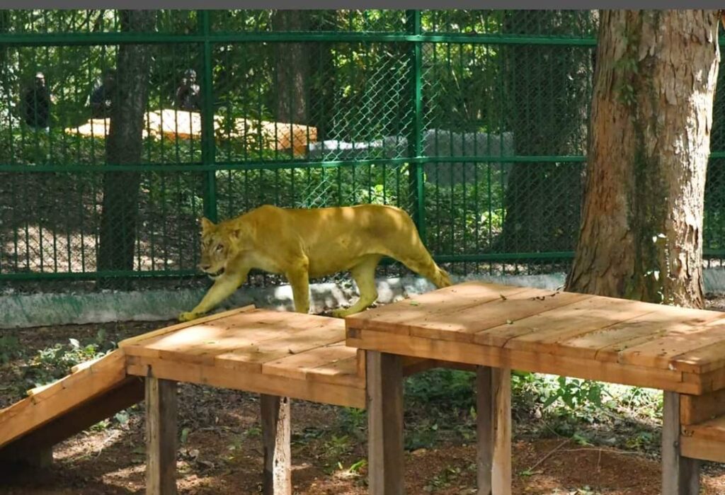 തിരുവനന്തപുരം മൃഗശാലയിലെ പുതിയ സിംഹങ്ങൾ; ഇനി കാഴ്ചക്കാർക്ക് സ്വന്തം