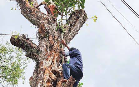 വടക്കുന്നാഥക്ഷേത്രം ശ്രീമൂലസ്ഥാനത്തെ ആൽമുത്തശ്ശിക്ക് തിരുവാതിര ഞാറ്റുവേലയുടെ തുടക്കദിവസം തന്നെ ചികിത്സ തുടങ്ങി