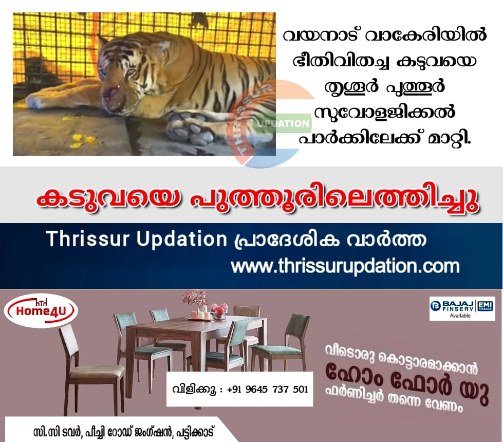 കടുവയെ പുത്തൂരിലെത്തിച്ചു
