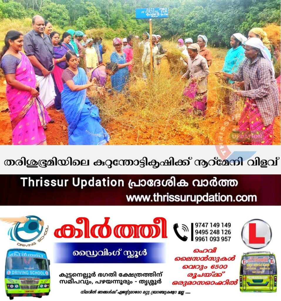 തരിശുഭൂമിയിലെ കുറുന്തോട്ടികൃഷിക്ക് നൂറ്മേനി വിളവ്