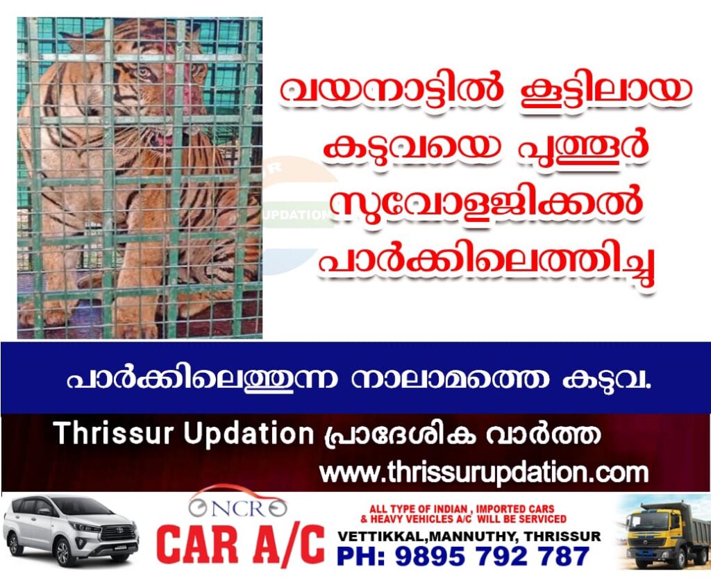 വയനാട്ടിൽ കൂട്ടിലായ കടുവയെ പുത്തൂർ സുവോളജിക്കൽ പാർക്കിലെത്തിച്ചു