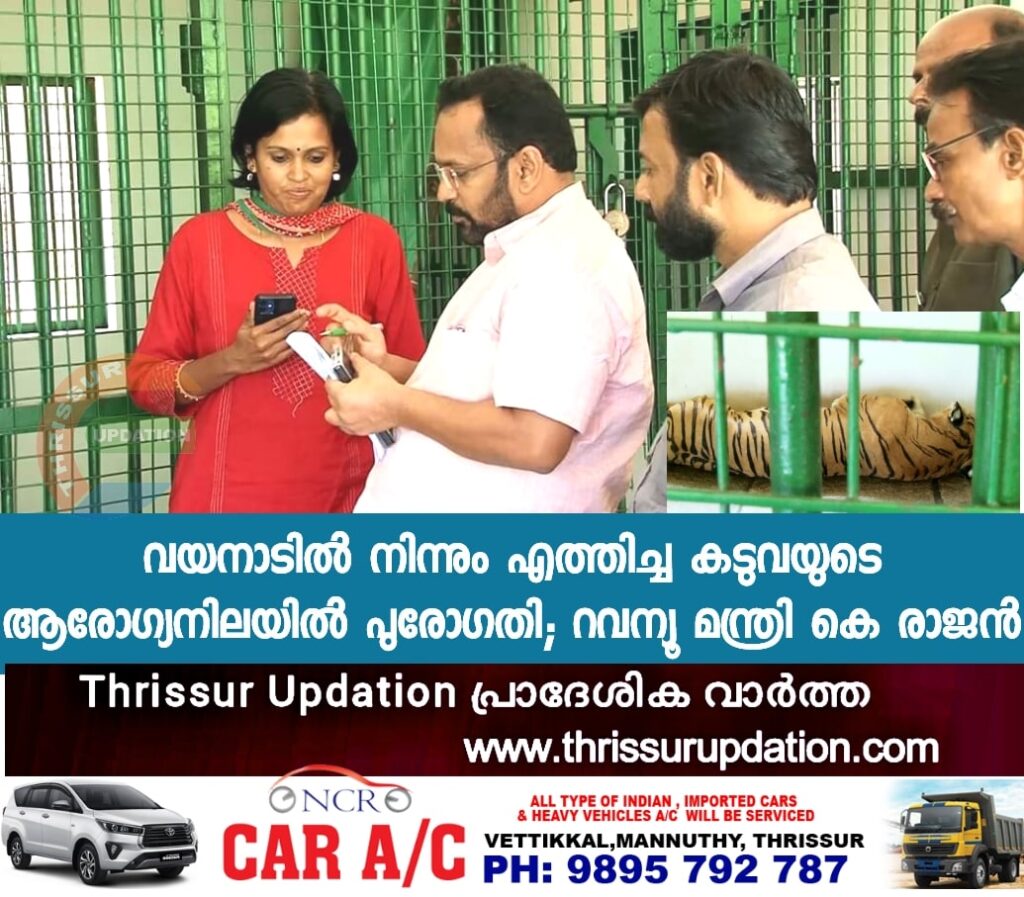 വയനാടില്‍ നിന്നും എത്തിച്ച കടുവയുടെ ആരോഗ്യനിലയില്‍ പുരോഗതി; റവന്യൂ മന്ത്രി കെ രാജന്‍