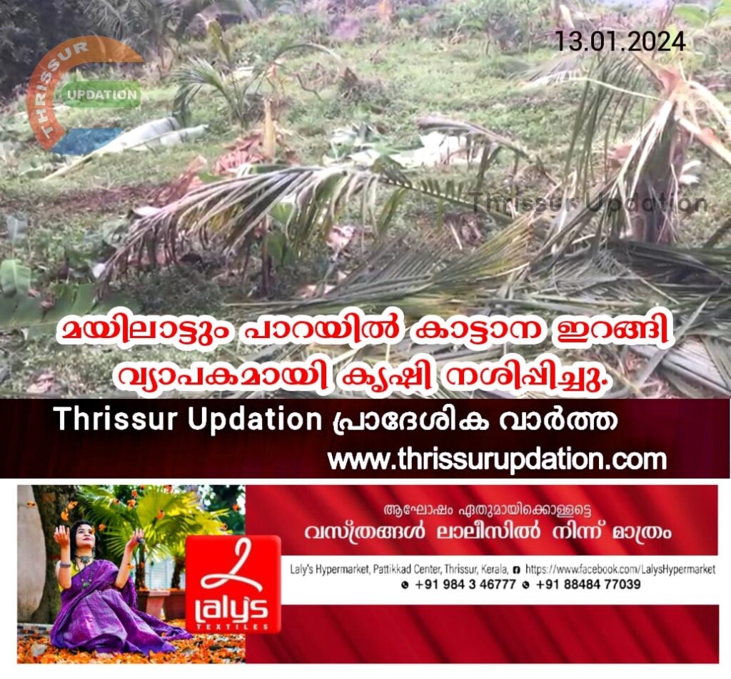 മയിലാട്ടുംപാറയിൽ കാട്ടാന ഇറങ്ങി വ്യാപകമായി കൃഷി നശിപ്പിച്ചു.