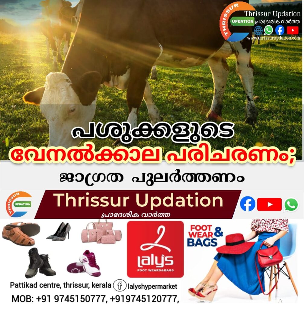 പശുക്കളുടെ വേനല്‍ക്കാല പരിചരണം; ജാഗ്രത പുലര്‍ത്തണം