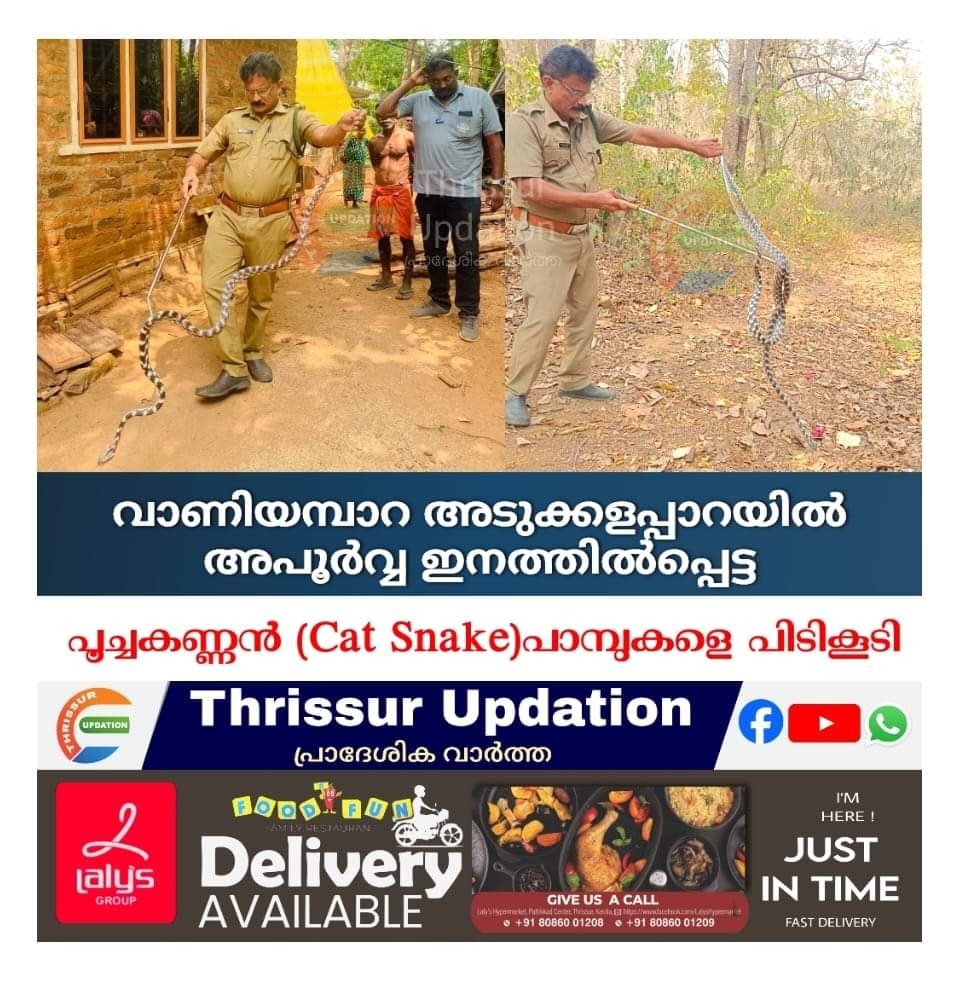 വാണിയമ്പാറ അടുക്കളപ്പാറയിൽ അപൂർവ്വ ഇനത്തിൽപ്പെട്ട പൂച്ചകണ്ണൻ (Cat Snake) പാമ്പുകളെ പിടികൂടി