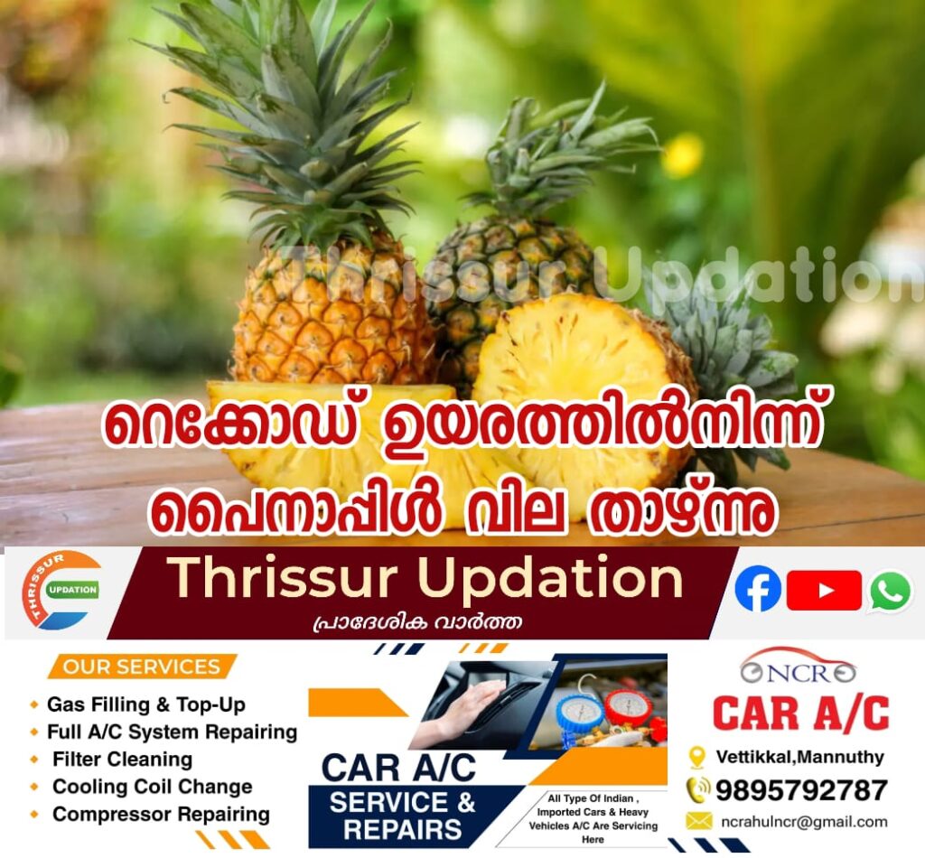 റെക്കോഡ് ഉയരത്തിൽനിന്ന് പൈനാപ്പിൾ വില താഴ്ന്നു
