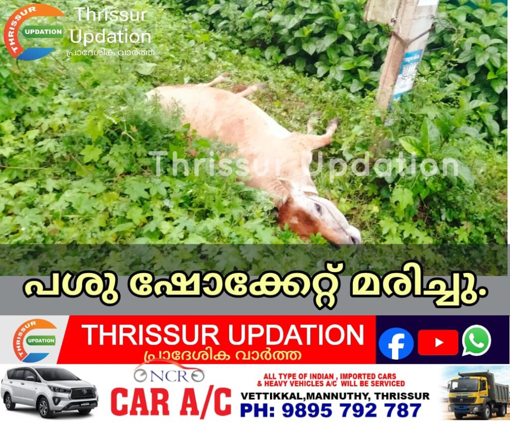 പശു ഷോക്കേറ്റ് മരിച്ചു.