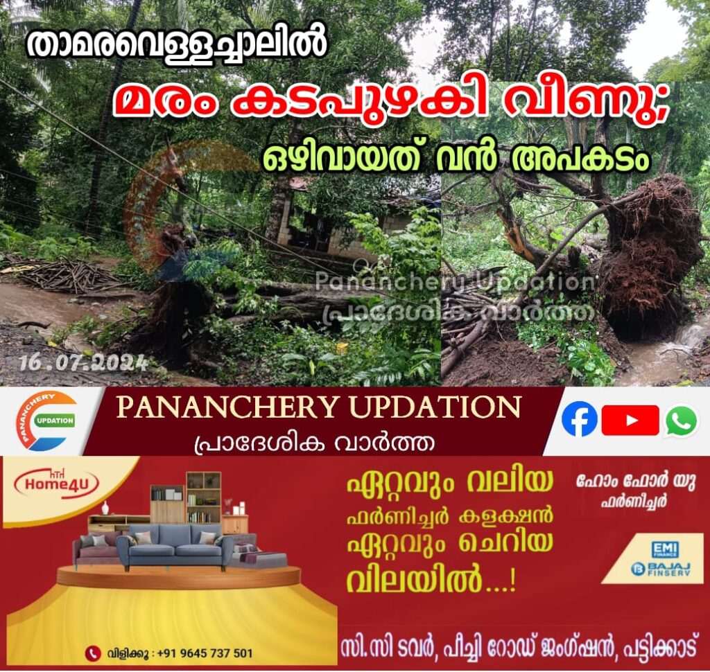 താമരവെള്ളച്ചാലിൽ മരം കടപുഴകി വീണു; ഒഴിവായത് വൻ അപകടം