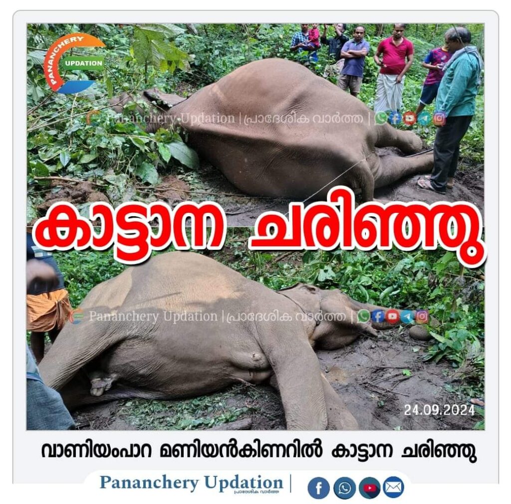 മണിയൻകിണറിൽ കാട്ടാന ചരിഞ്ഞു