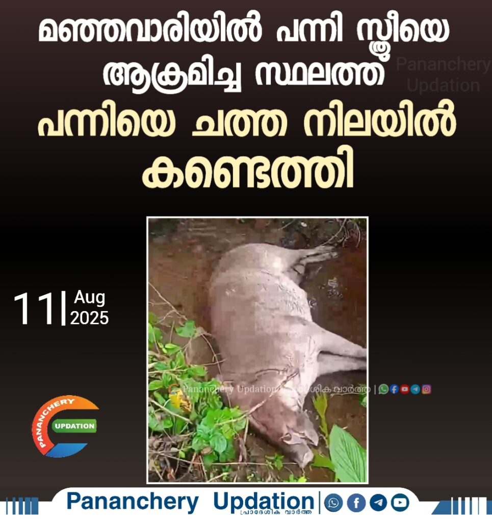മഞ്ഞവാരിയിൽ പന്നി&nbsp; സ്ത്രീയെ ആക്രമിച്ച സ്ഥലത്ത് പന്നിയെ ചത്ത നിലയിൽ കണ്ടെത്തി